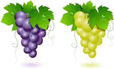 Grapes clipart