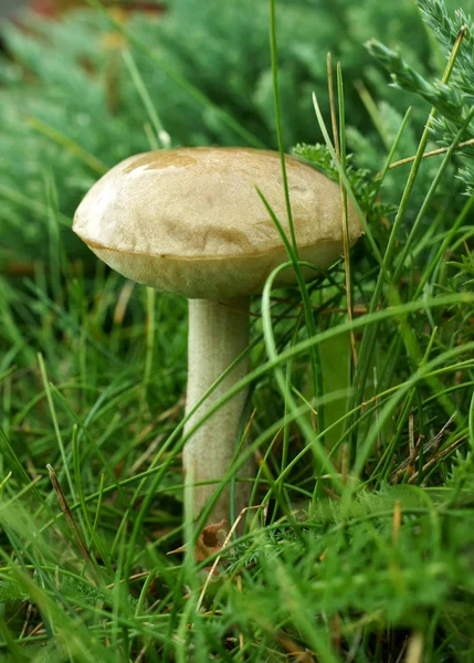 Jeune champignon bouleau — Photo