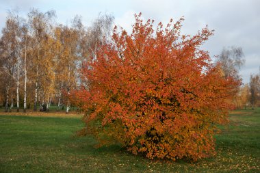 Sonbahar manzara, Moskova-Kolomna