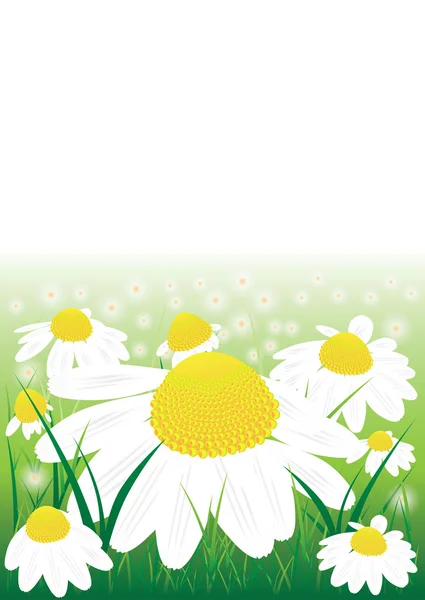 Fleurs vectorielles de camomille dans l'herbe verte — Image vectorielle
