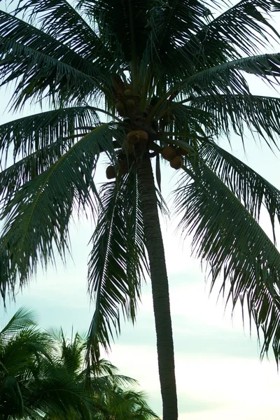 Palmuja — kuvapankkivalokuva