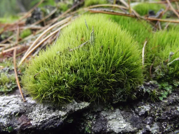 Moss in wood — Stock Photo, Image