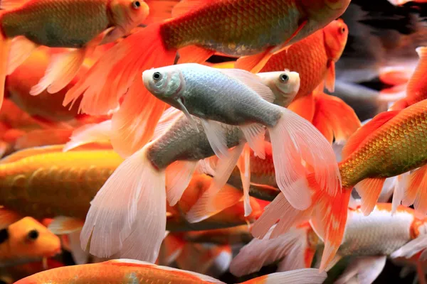 수족관에 있는 물고기 — 스톡 사진