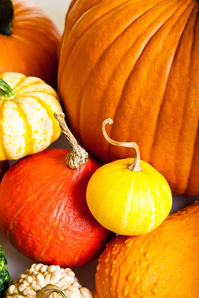 stock image Ripe pumpkin fruits isolated on white