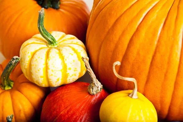 stock image Ripe pumpkin fruits isolated on white