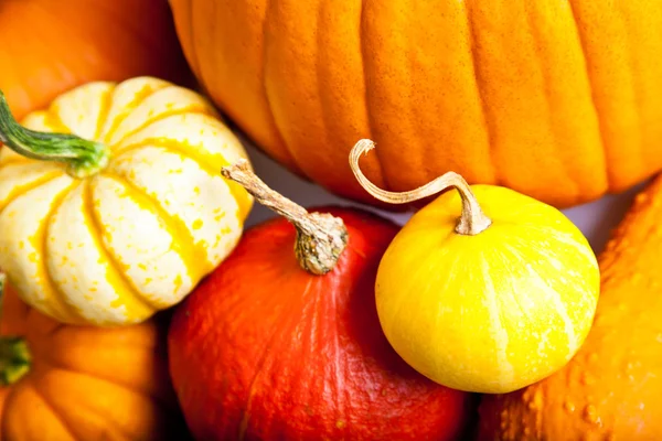 Stock image Ripe pumpkin fruits isolated on white