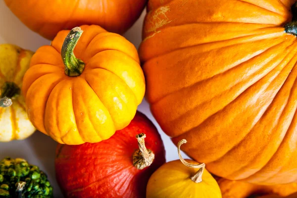 stock image Ripe pumpkin fruits isolated on white