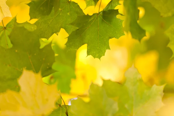 Złotej jesieni pozostawia — Zdjęcie stockowe