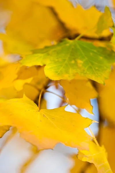 stock image Golden autumn leaves