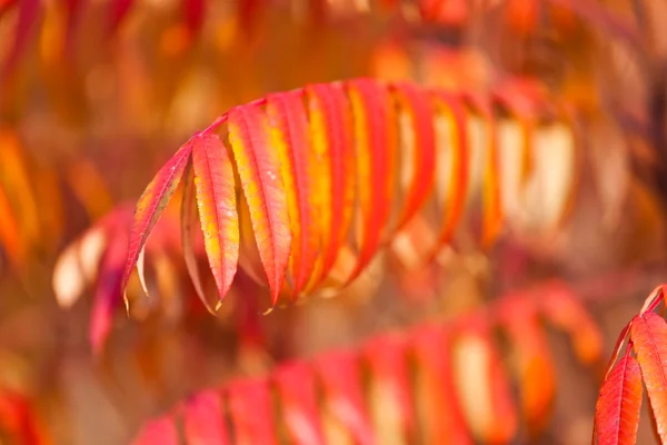 Altın sonbahar yaprakları — Stok fotoğraf