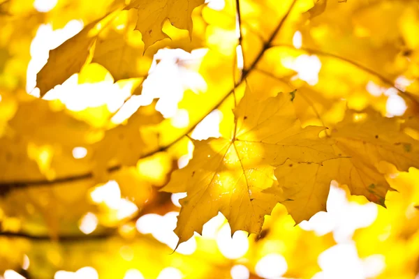 stock image Golden autumn leaves