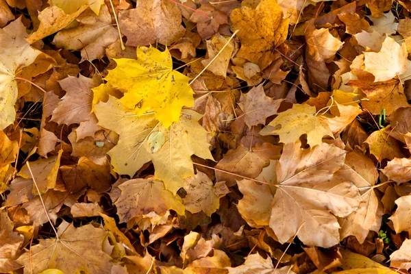 stock image Golden autumn leaves