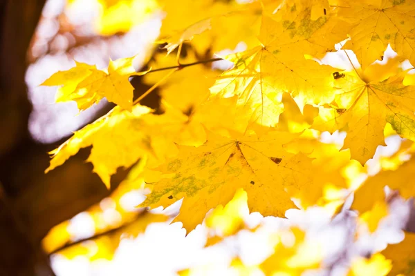 Stock image Golden autumn leaves