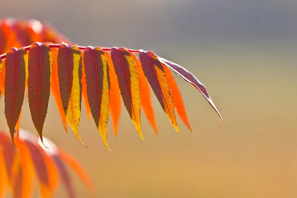 Золотые осенние листья — стоковое фото