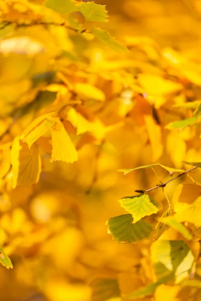 Goldene Herbstblätter — Stockfoto