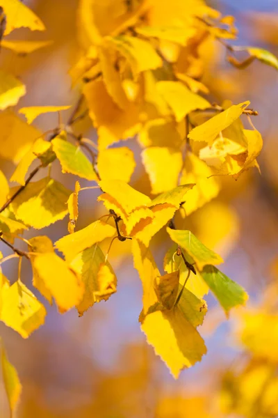 stock image Golden autumn leaves