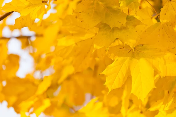 stock image Golden autumn leaves