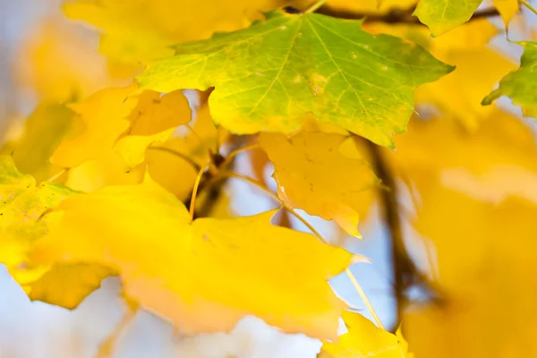 Stock image Golden autumn leaves