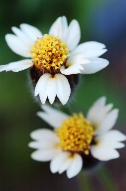 İkiz tridax procumbens çiçek