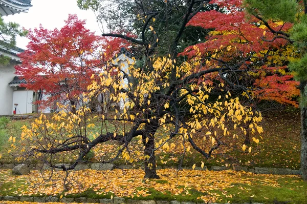 La caída de hojas de arce — Foto de Stock