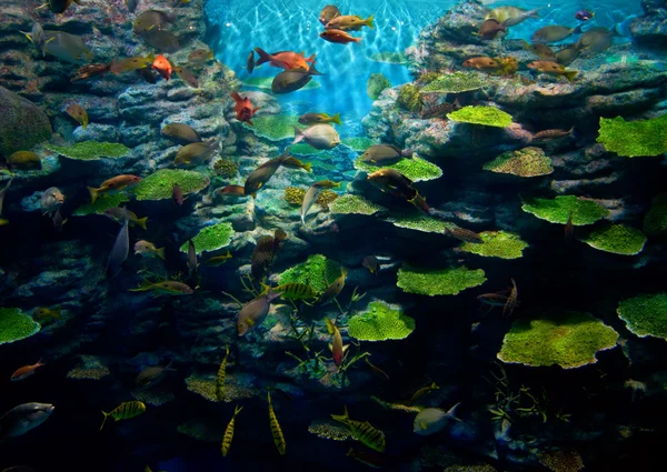 Corais com peixes — Fotografia de Stock