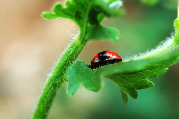 Ladybird hiding on leaf — Stock Photo, Image