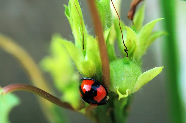 Ladybird with seeds — Stock Photo, Image