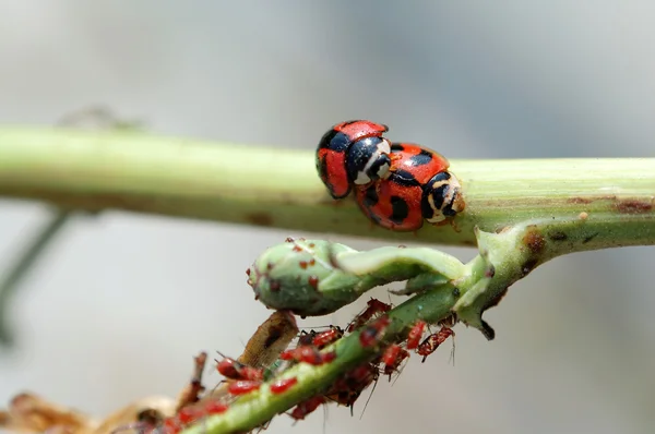 Ladybirds mating besides aphids — Stock Photo, Image