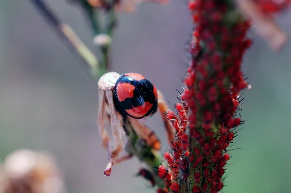 Ladybug staying besides aphids — Stock Photo, Image