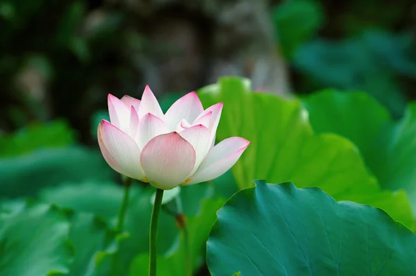 Single lotus flower among the pads (lotus leave) — Stock Photo, Image
