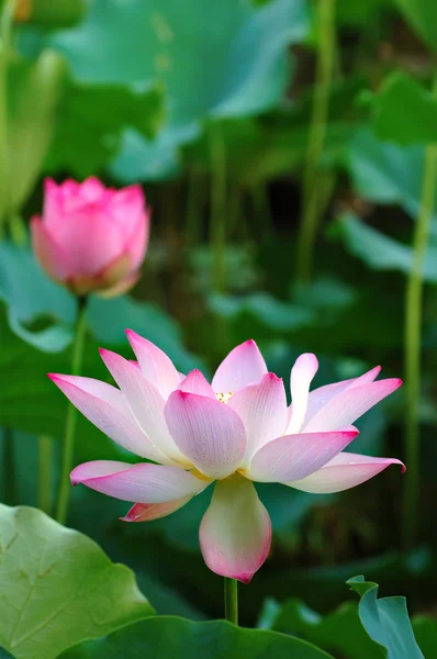 Blommande lotusblommor — Stockfoto