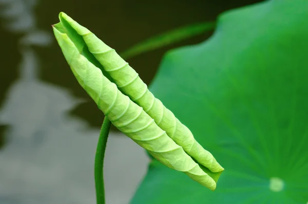 Кудрявый лист лотоса — стоковое фото