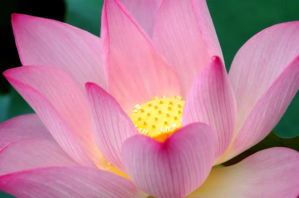 Närbild av blommande lotusblomma — Stockfoto