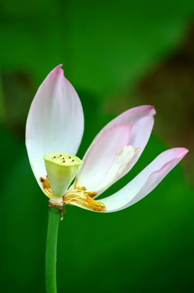 Blütenblätter aus Lotus — Stockfoto