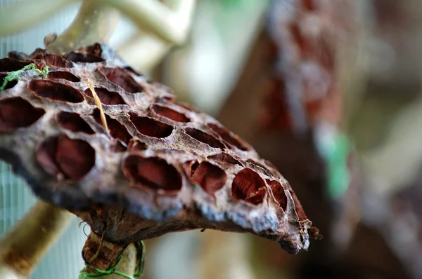 Dried lotus seed head — Stock Photo, Image