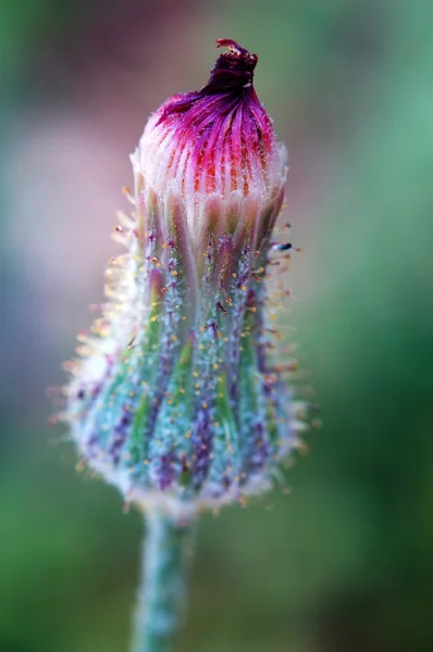 Flor da planta asteraceae — Fotografia de Stock