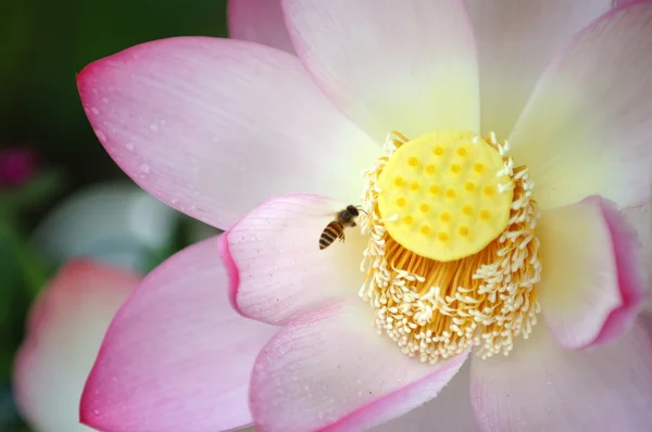 Floraison fleur de lotus et une abeille — Photo