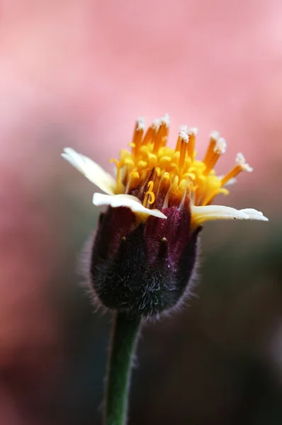 Tridax procumbens — 스톡 사진