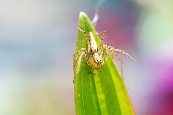 Lynx spider on leaf tip — Stock Photo, Image