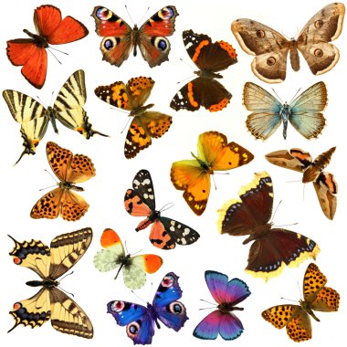 Butterfly group clipart