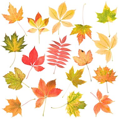 Autumn leaves clipart