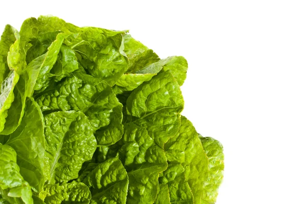 Fresh salad lettuce — Stock Photo, Image