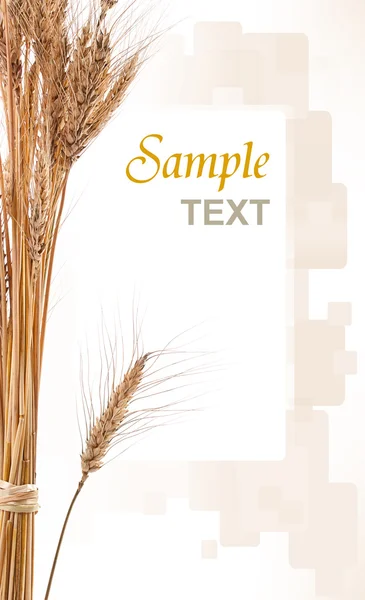 Пшеница — стоковое фото