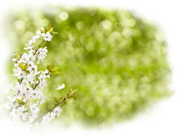 Fehér virágos ág — Stock Fotó