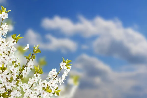 흰 꽃이 피는 가지 — 스톡 사진
