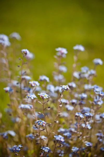 Schöne kleine blaue Blumen — Stockfoto