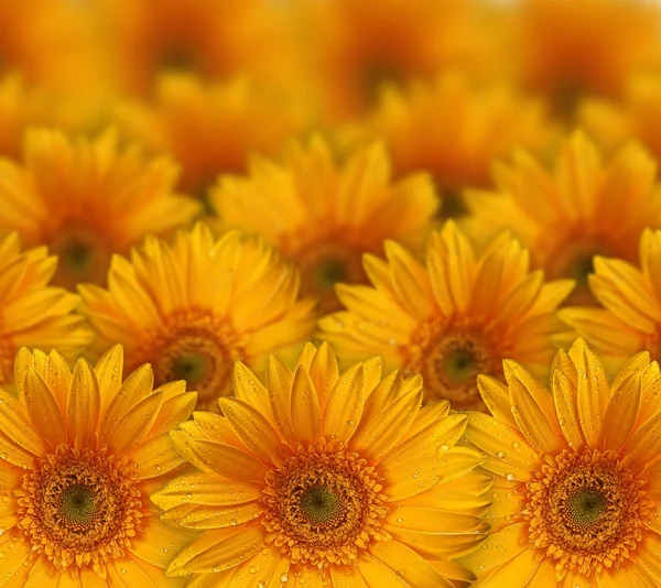 Fleurs jaunes — Photo