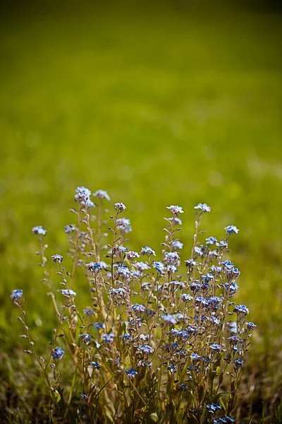 Όμορφα μικρά μπλε λουλούδια — Φωτογραφία Αρχείου