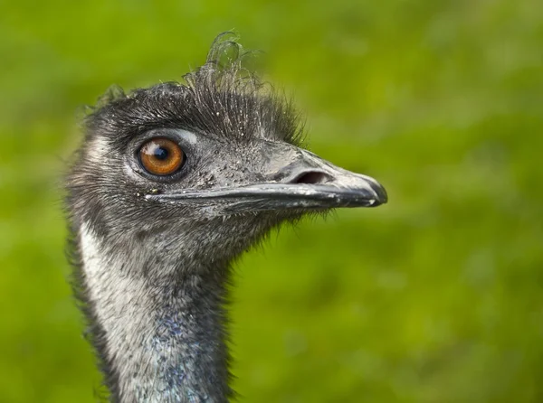 stock image Emu head