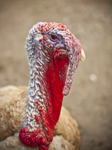 Cabeça de Turquia — Fotografia de Stock
